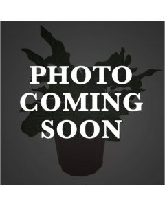 Traeger Timberline XL/Ironwood XL Grill Cover