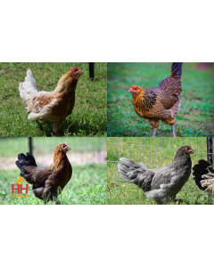 Chicken, Prairie Bluebell Egger™