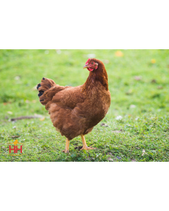 Chicken, Production Red