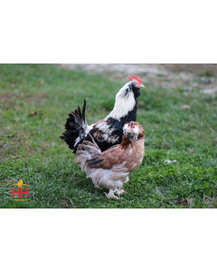 Chicken, Faverolle 'Salmon'