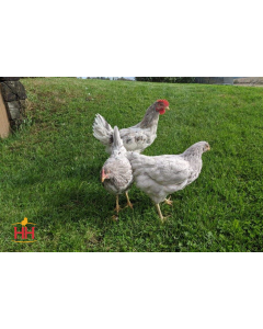 Chicken, Sapphire Splash™