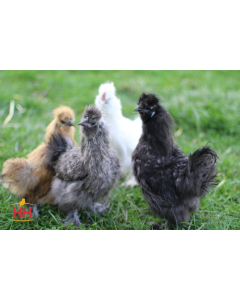 Bantam Silkie