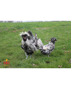 Chicken, Polish 'Silver'