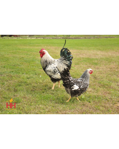 Chicken, Wyandotte 'Silver Laced'