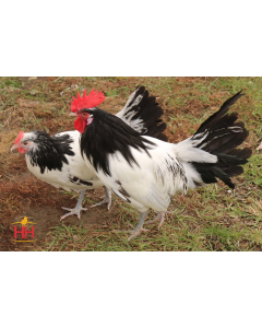 Chicken, Lakenvelder 'Silver'