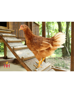 Chicken, Starlight Green Egger™