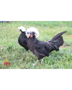 Chicken, Polish 'White Crested Black'