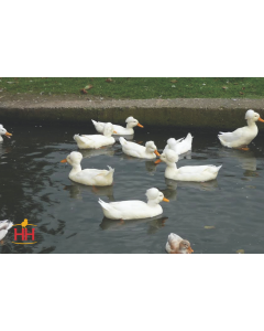 Duck, Crested 'White'