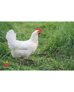 Chicken, Jersey Giant 'White'